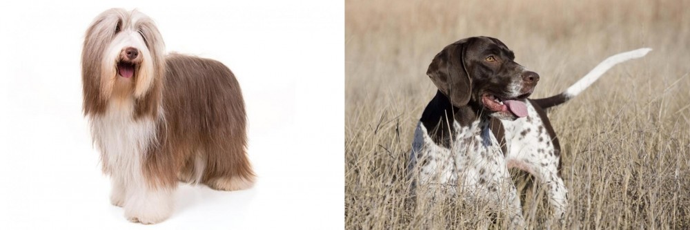 Old Danish Pointer vs Bearded Collie - Breed Comparison