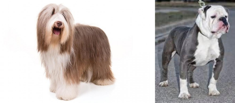 Old English Bulldog vs Bearded Collie - Breed Comparison