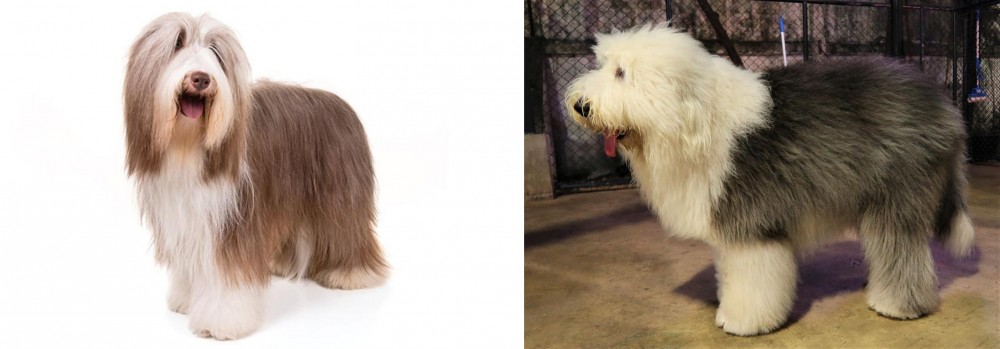Old English Sheepdog vs Bearded Collie - Breed Comparison