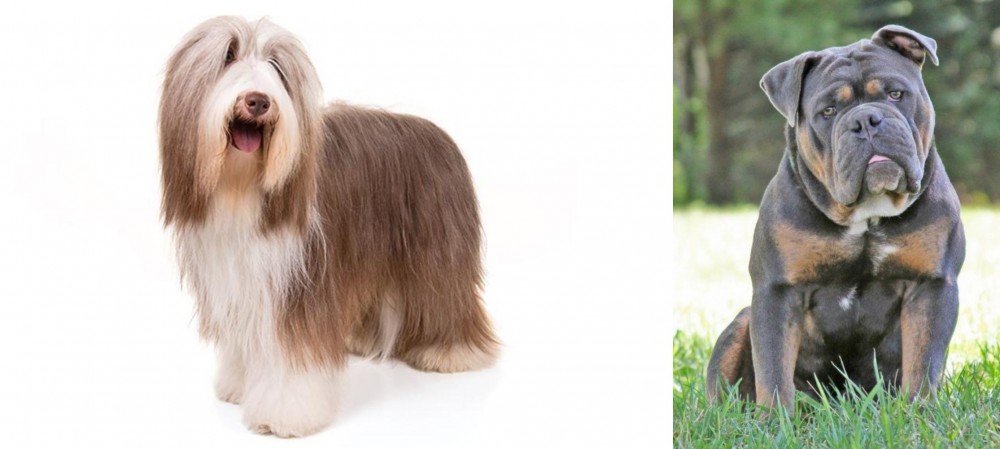 Olde English Bulldogge vs Bearded Collie - Breed Comparison