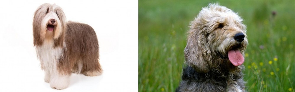 Otterhound vs Bearded Collie - Breed Comparison