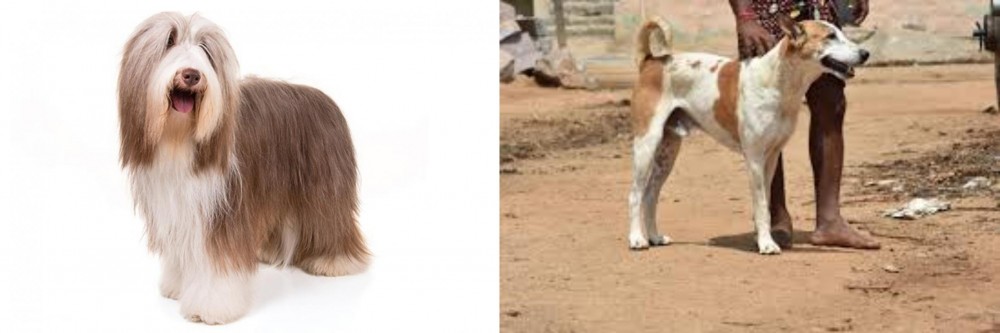 Pandikona vs Bearded Collie - Breed Comparison