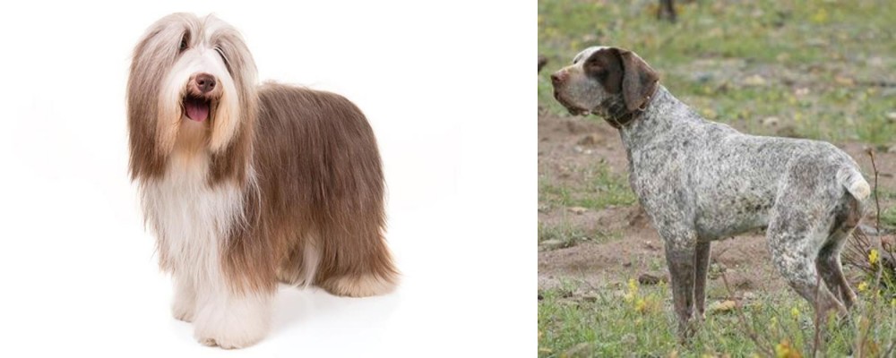 Perdiguero de Burgos vs Bearded Collie - Breed Comparison