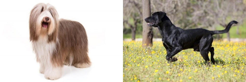 Perro de Pastor Mallorquin vs Bearded Collie - Breed Comparison