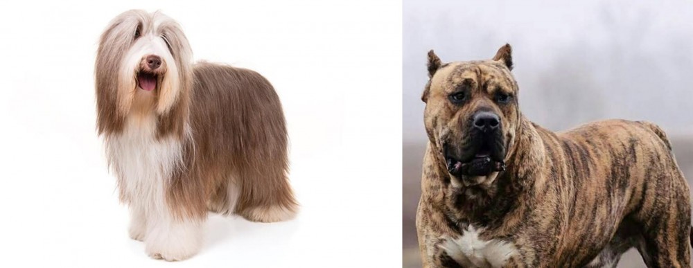 Perro de Presa Canario vs Bearded Collie - Breed Comparison