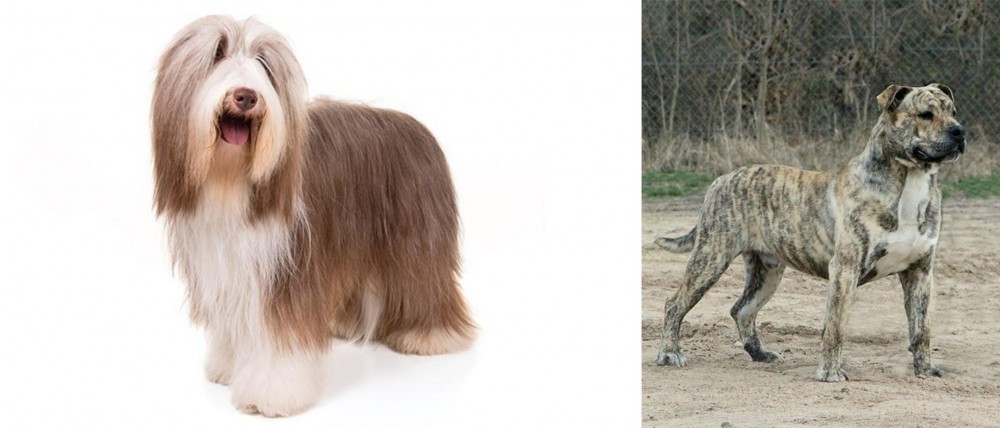 Perro de Presa Mallorquin vs Bearded Collie - Breed Comparison