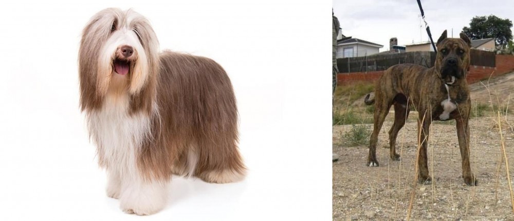 Perro de Toro vs Bearded Collie - Breed Comparison