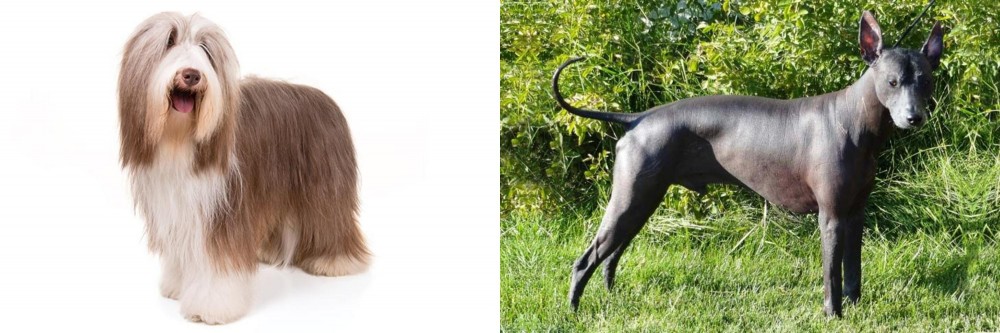 Peruvian Hairless vs Bearded Collie - Breed Comparison