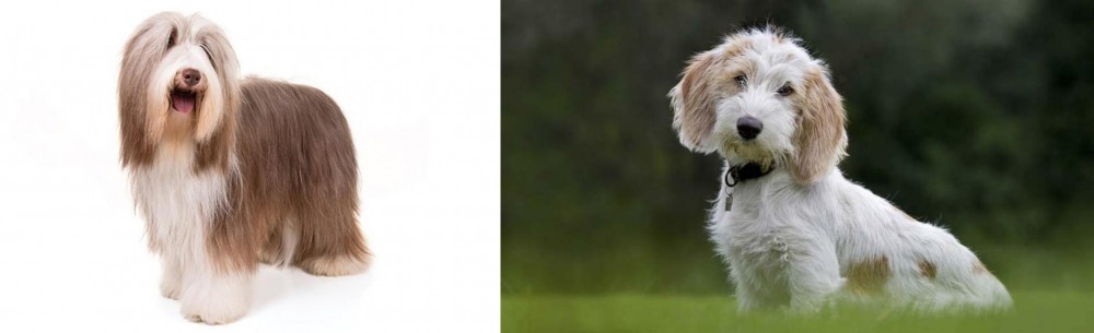Petit Basset Griffon Vendeen vs Bearded Collie - Breed Comparison