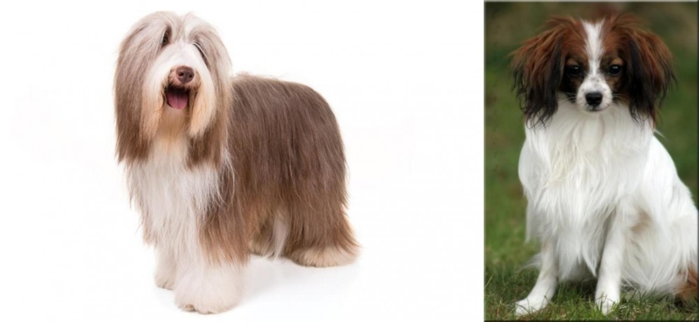 Phalene vs Bearded Collie - Breed Comparison