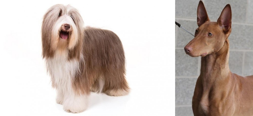 Pharaoh Hound vs Bearded Collie - Breed Comparison