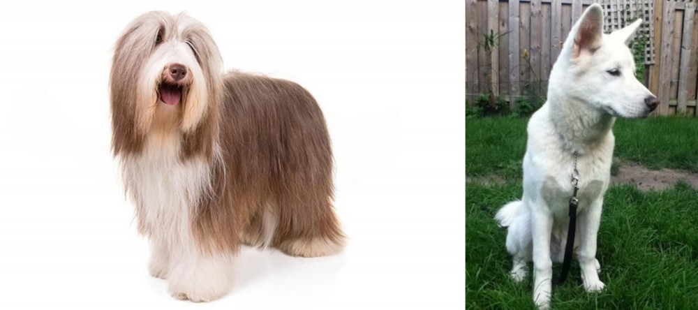 Phung San vs Bearded Collie - Breed Comparison