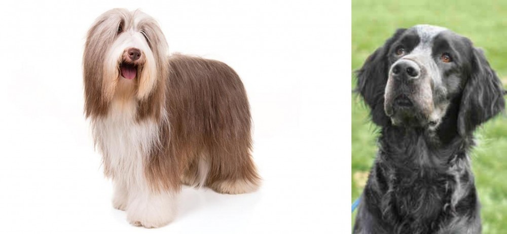 Picardy Spaniel vs Bearded Collie - Breed Comparison