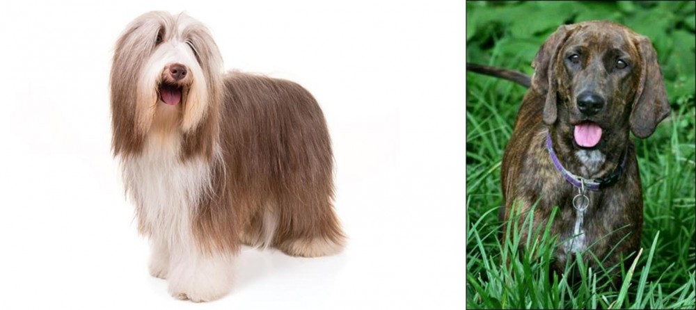 Plott Hound vs Bearded Collie - Breed Comparison