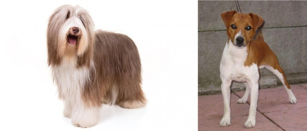 Plummer Terrier vs Bearded Collie - Breed Comparison