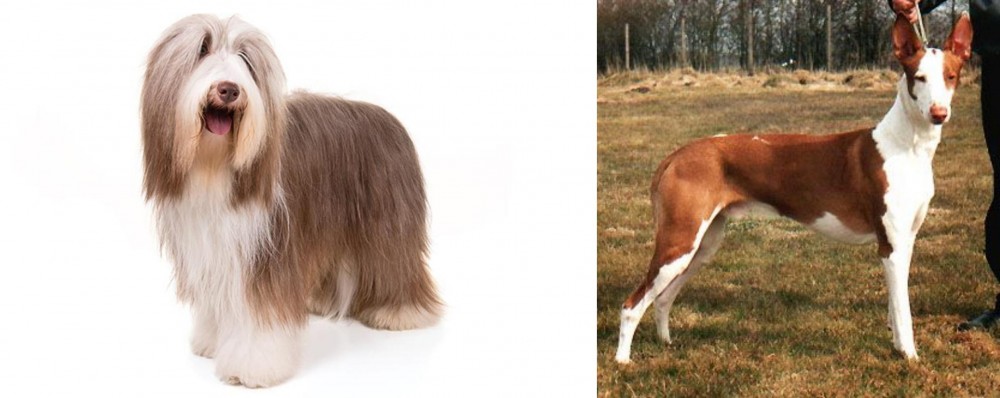 Podenco Canario vs Bearded Collie - Breed Comparison