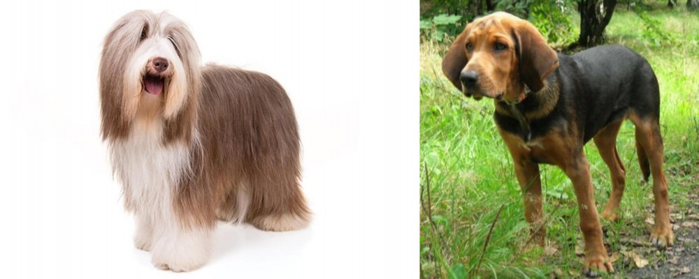 Polish Hound vs Bearded Collie - Breed Comparison