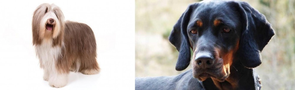 Polish Hunting Dog vs Bearded Collie - Breed Comparison