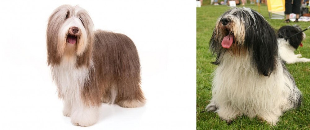 Polish Lowland Sheepdog vs Bearded Collie - Breed Comparison