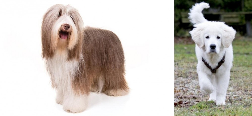Polish Tatra Sheepdog vs Bearded Collie - Breed Comparison