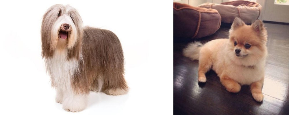 Pomeranian vs Bearded Collie - Breed Comparison