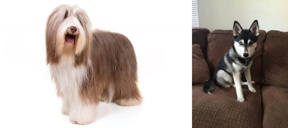 Pomsky vs Bearded Collie - Breed Comparison