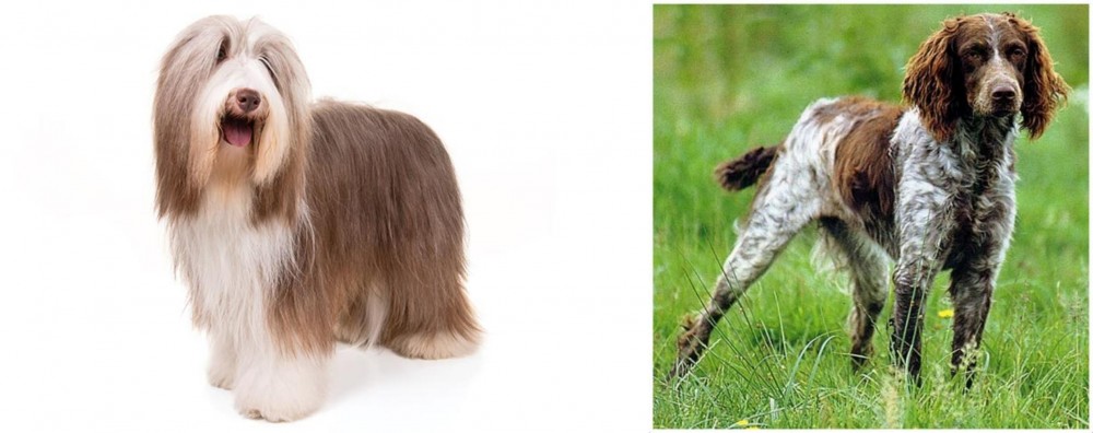 Pont-Audemer Spaniel vs Bearded Collie - Breed Comparison