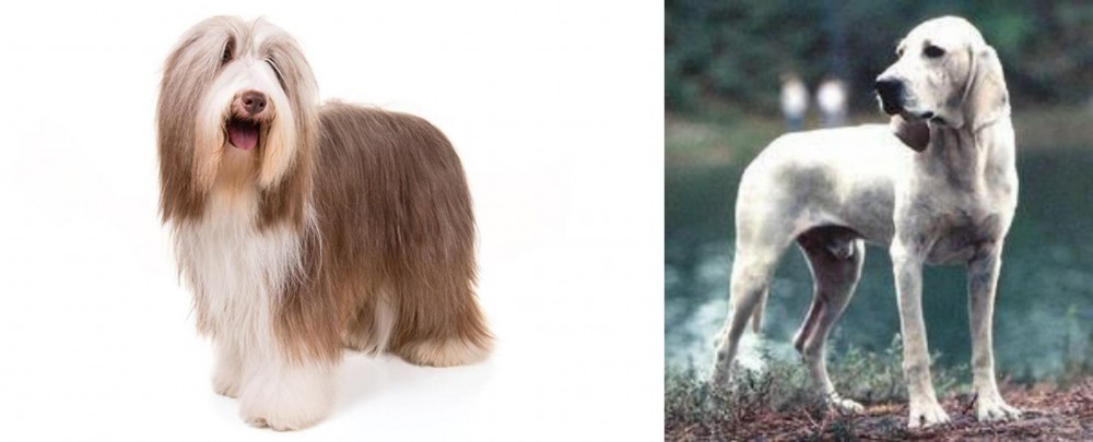 Porcelaine vs Bearded Collie - Breed Comparison