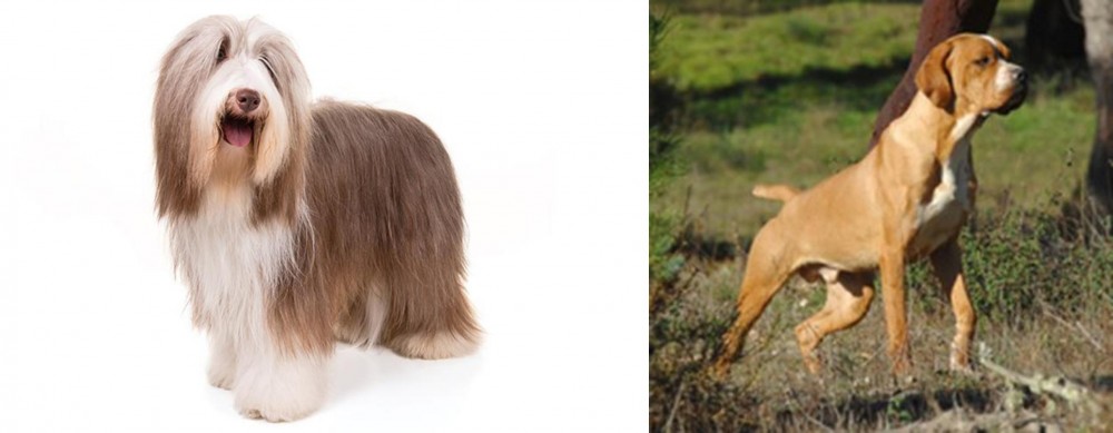 Portuguese Pointer vs Bearded Collie - Breed Comparison