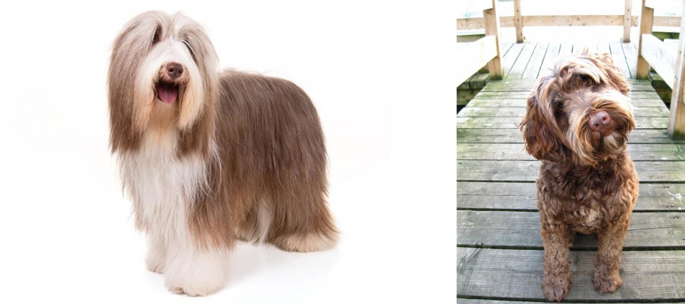 Portuguese Water Dog vs Bearded Collie - Breed Comparison