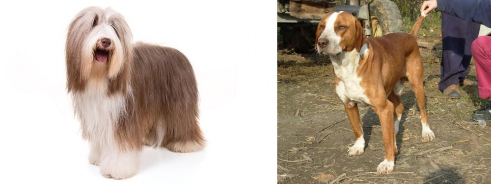 Posavac Hound vs Bearded Collie - Breed Comparison