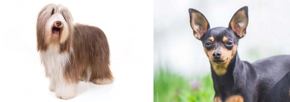 Prazsky Krysarik vs Bearded Collie - Breed Comparison