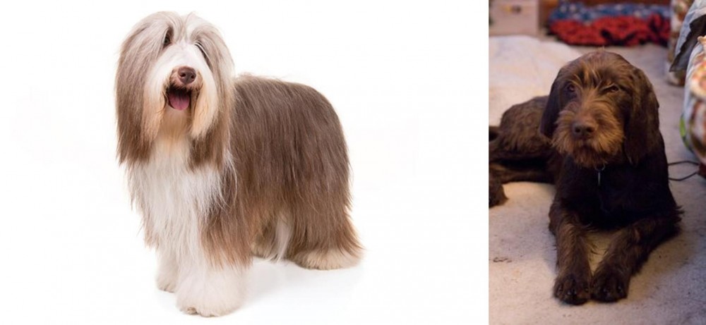Pudelpointer vs Bearded Collie - Breed Comparison