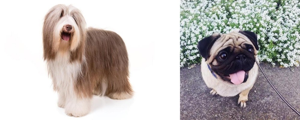 Pug vs Bearded Collie - Breed Comparison