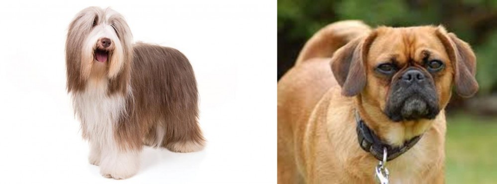 Pugalier vs Bearded Collie - Breed Comparison