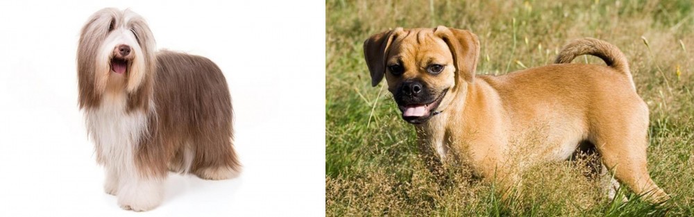 Puggle vs Bearded Collie - Breed Comparison