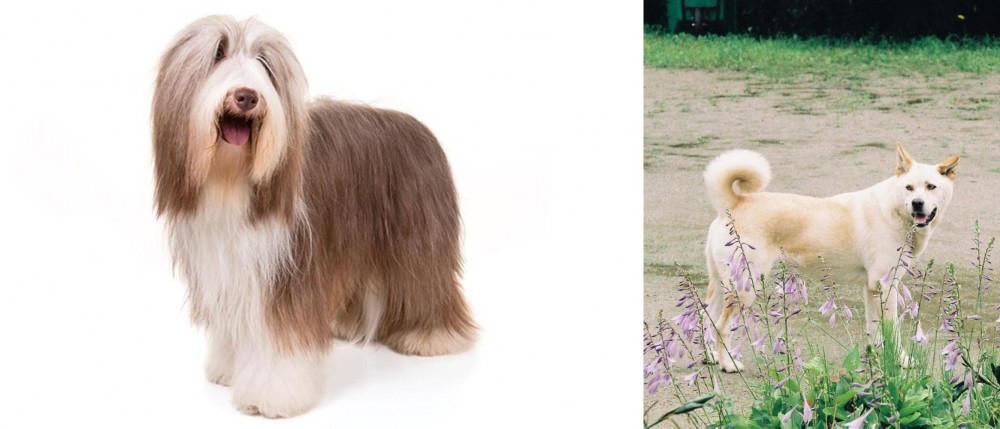 Pungsan Dog vs Bearded Collie - Breed Comparison