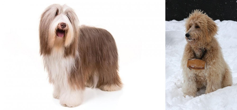 Pyredoodle vs Bearded Collie - Breed Comparison