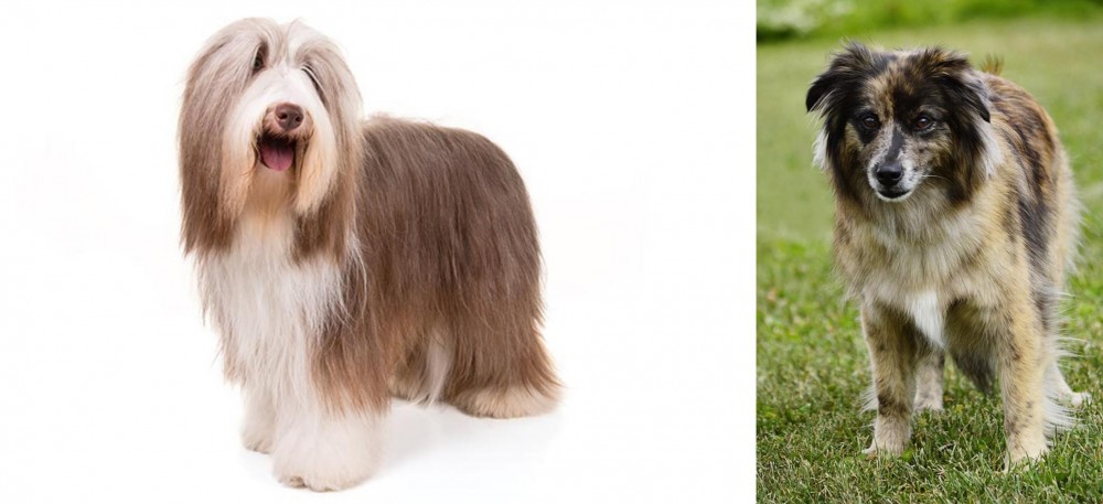 Pyrenean Shepherd vs Bearded Collie - Breed Comparison