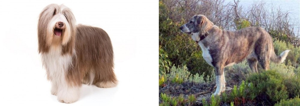 Rafeiro do Alentejo vs Bearded Collie - Breed Comparison