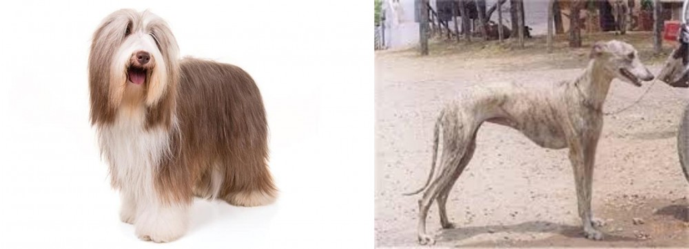 Rampur Greyhound vs Bearded Collie - Breed Comparison