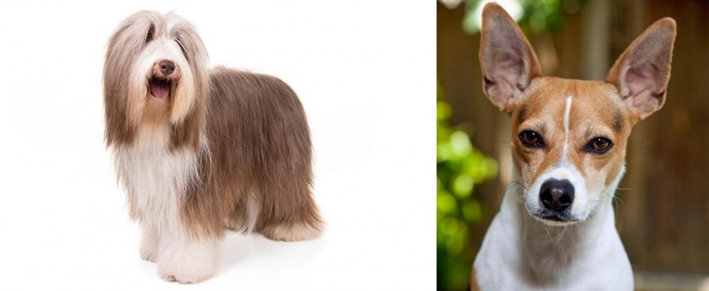 Rat Terrier vs Bearded Collie - Breed Comparison