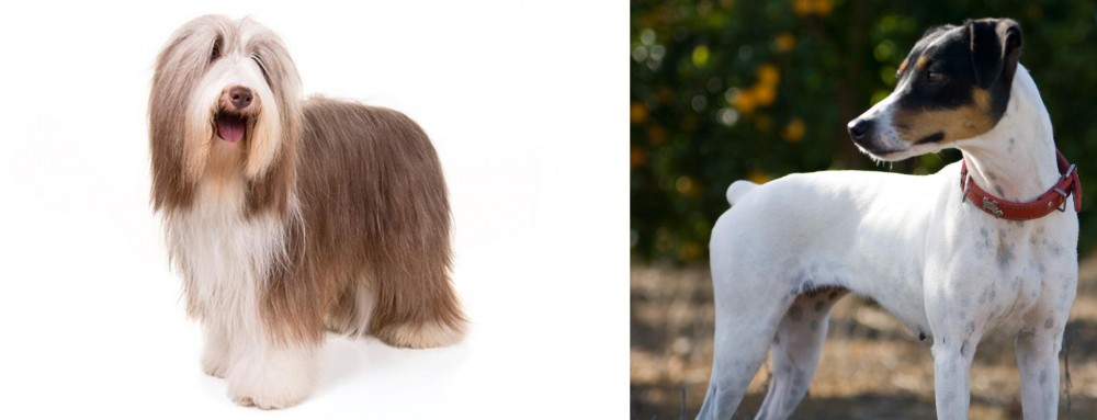 Ratonero Bodeguero Andaluz vs Bearded Collie - Breed Comparison
