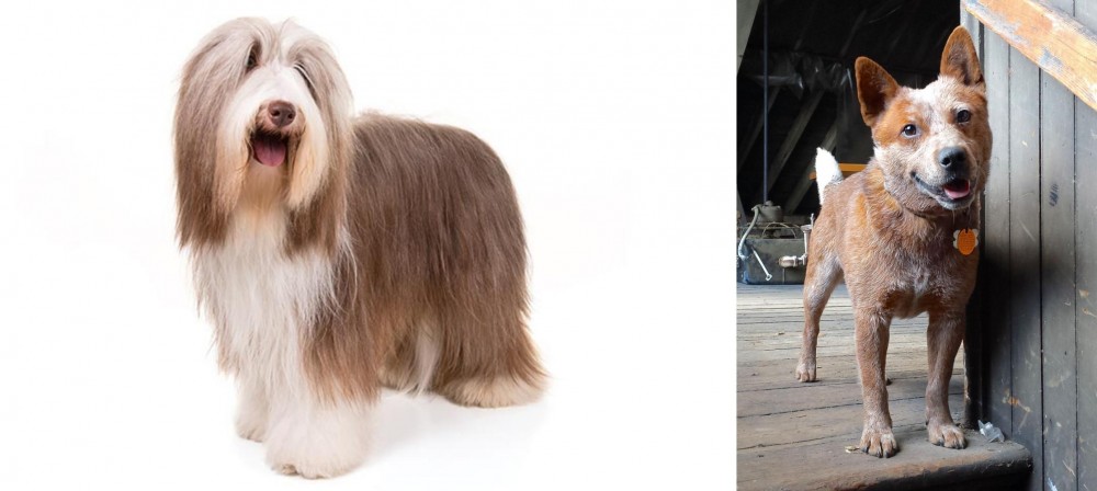 Red Heeler vs Bearded Collie - Breed Comparison
