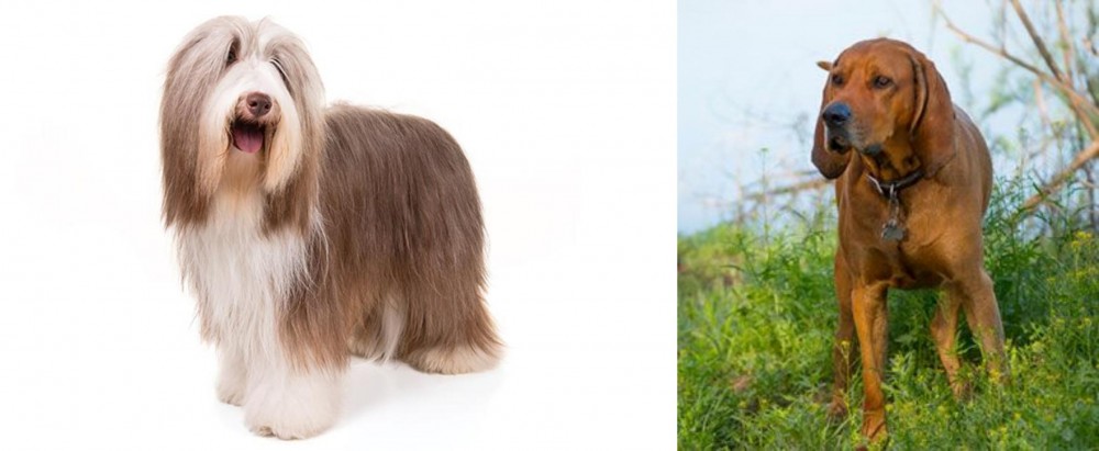 Redbone Coonhound vs Bearded Collie - Breed Comparison
