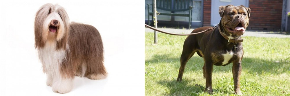 Renascence Bulldogge vs Bearded Collie - Breed Comparison