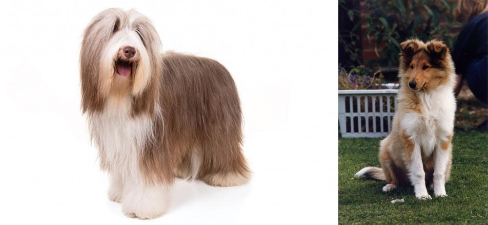 Rough Collie vs Bearded Collie - Breed Comparison