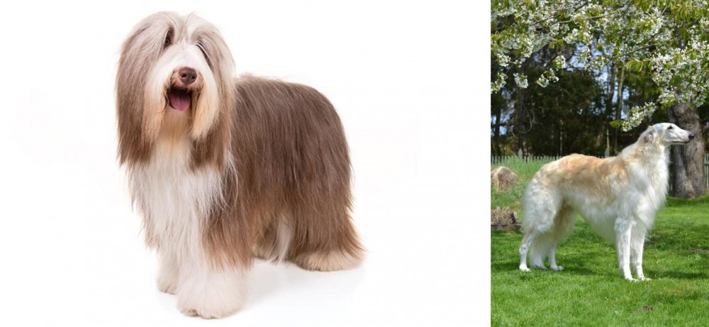 Russian Hound vs Bearded Collie - Breed Comparison