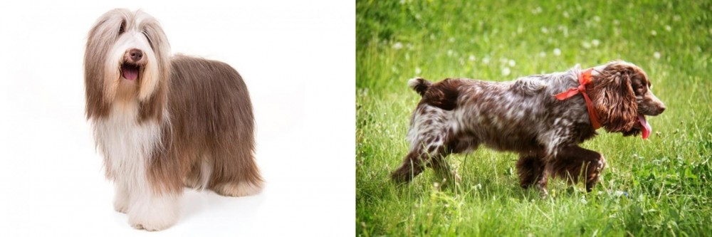 Russian Spaniel vs Bearded Collie - Breed Comparison