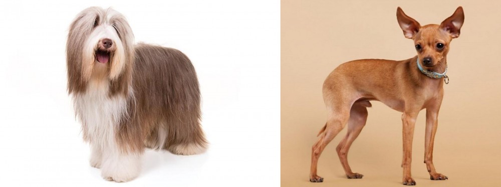 Russian Toy Terrier vs Bearded Collie - Breed Comparison